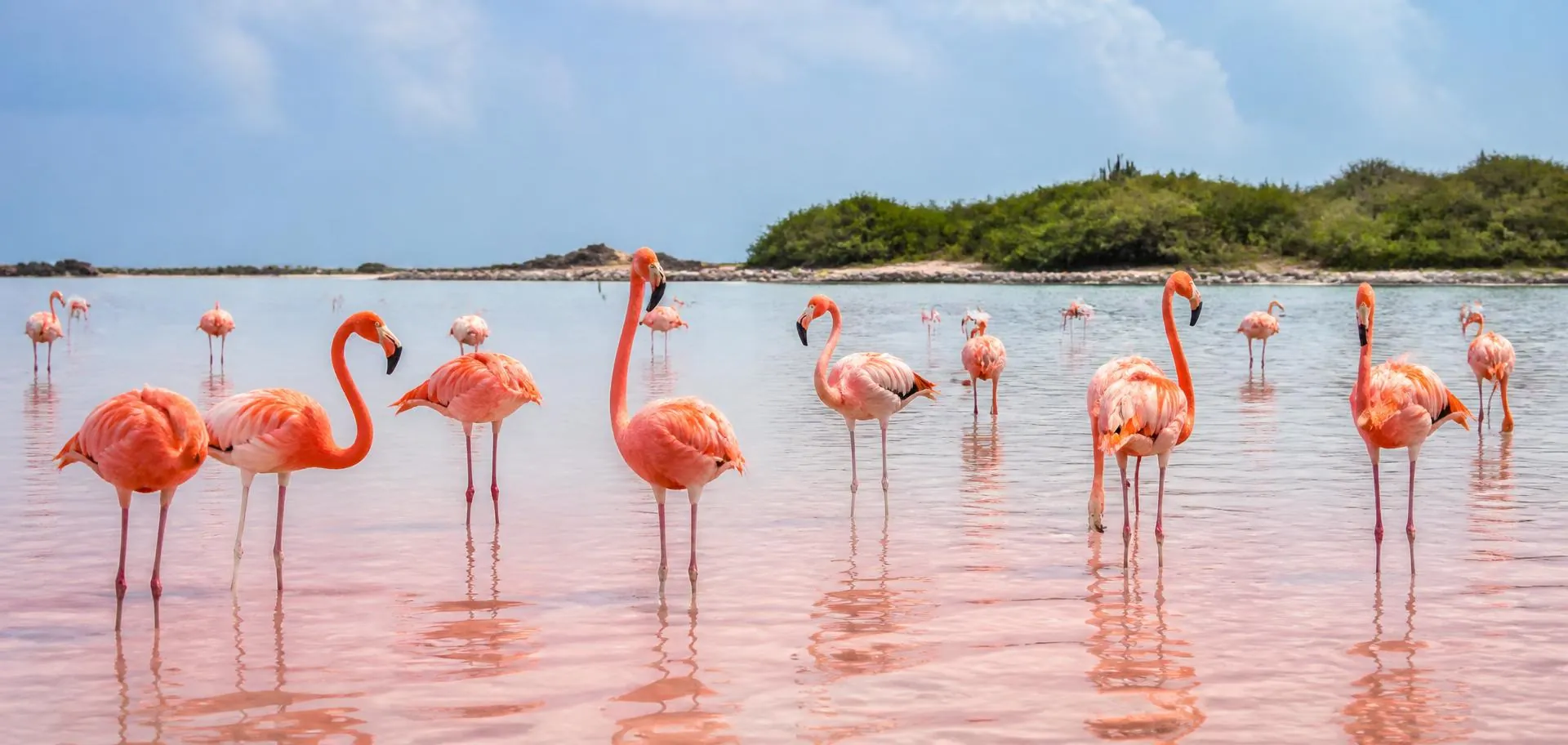 Flamencos en una laguna salada de Curazao